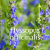 PURIFICATION & NETTOYAGE ENERGETIQUE - l'Hysope – Image 2