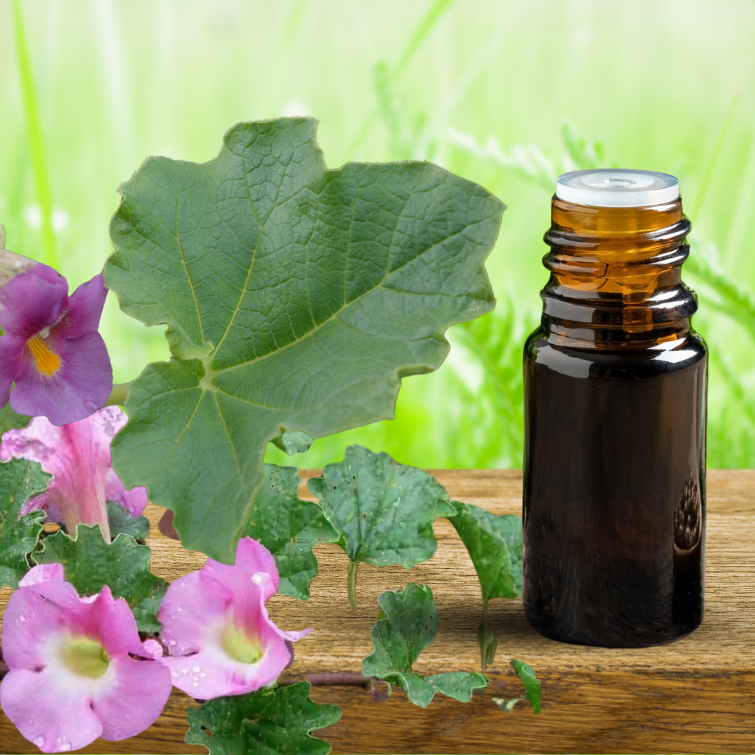 DOULEURS ARTICULATOIRES ET MUSCULAIRES – l’harpagophytum